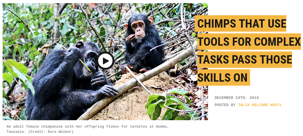 Chimps and tools